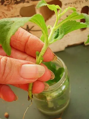 Comment Faire Pousser Une Tige De Rosier Avec Une Pomme De Terre